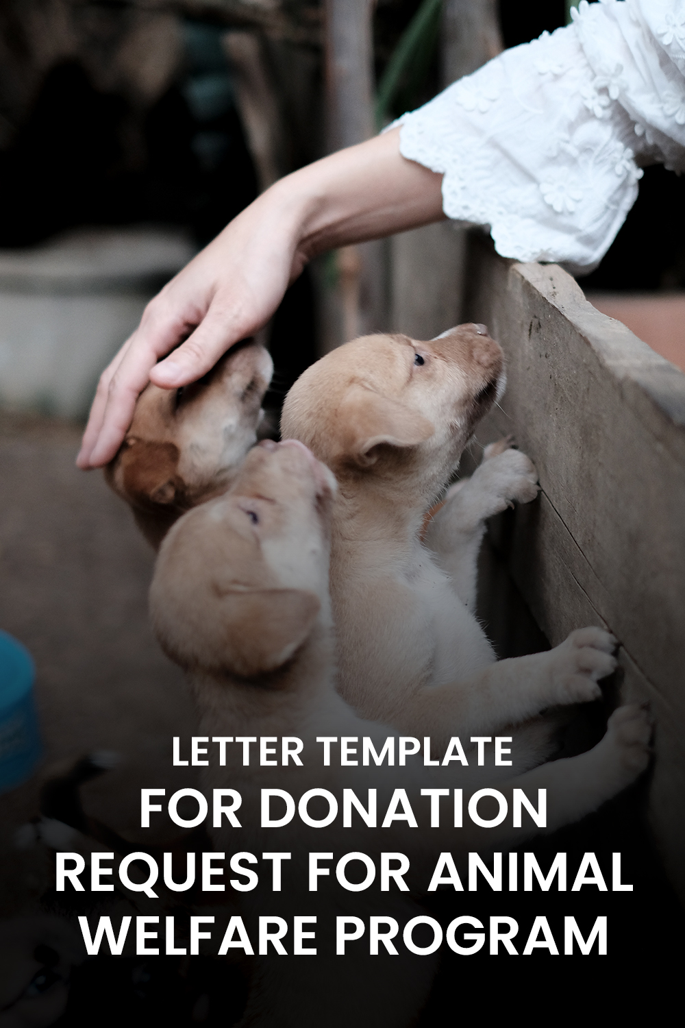 Letter Template For Donation Request For Animal Welfare Program