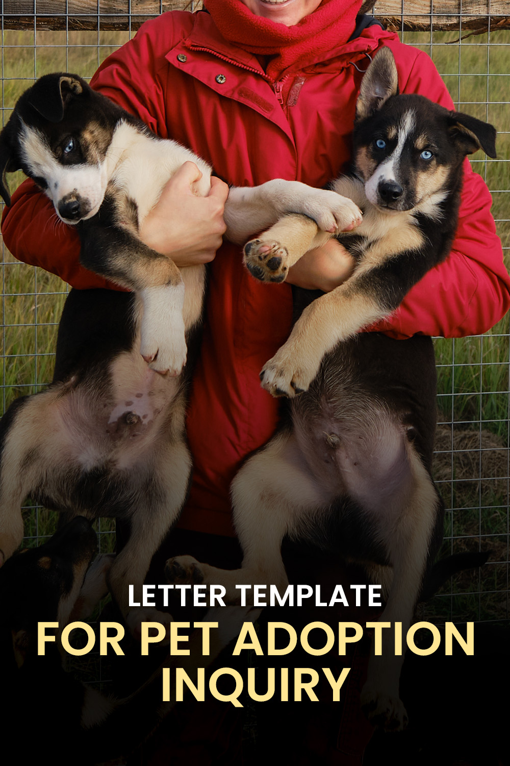 Letter Template For Pet Adoption Inquiry