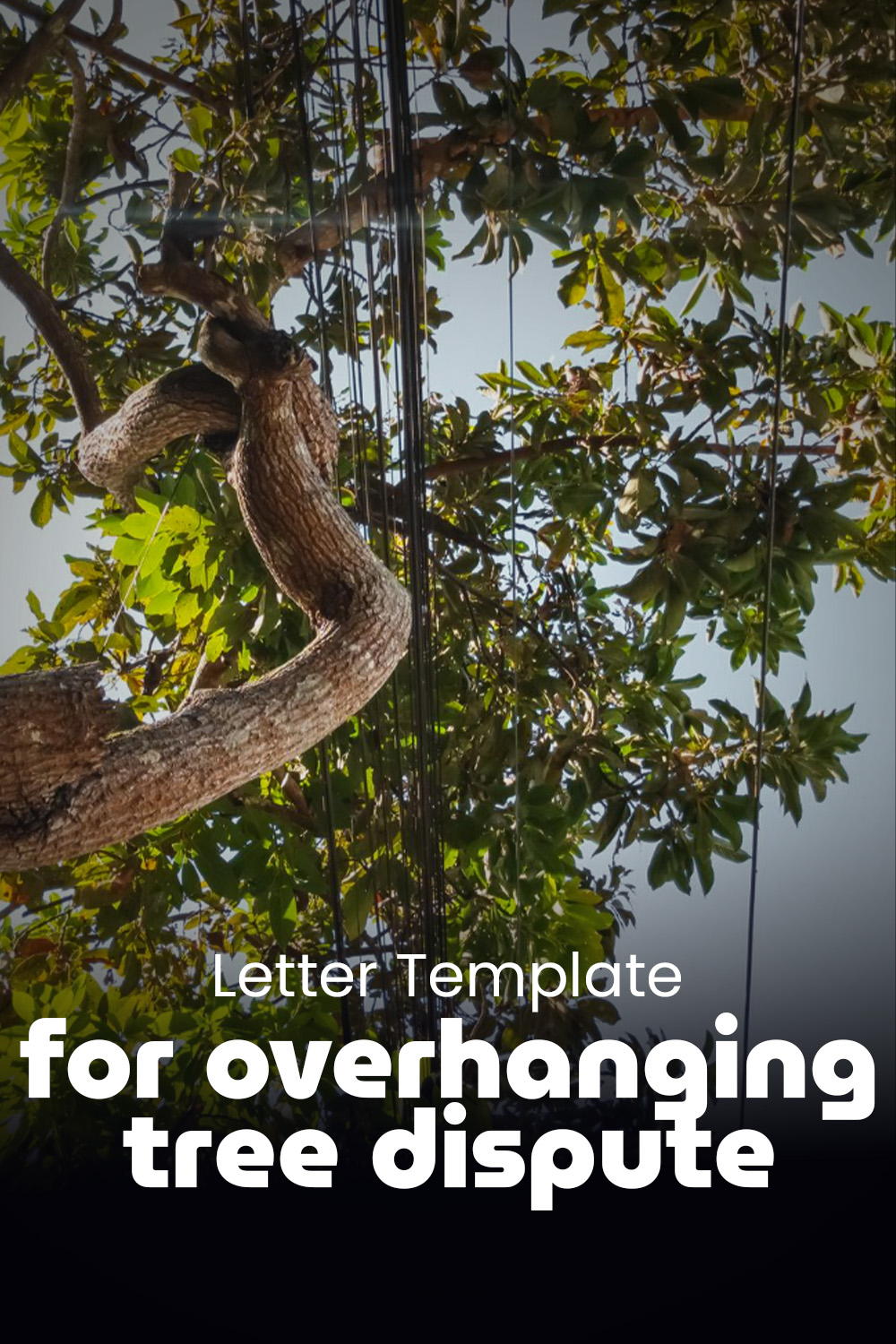 Letter Template For Overhanging Tree Dispute